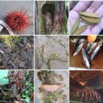 Goot Ges PNG approval